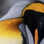 AAA